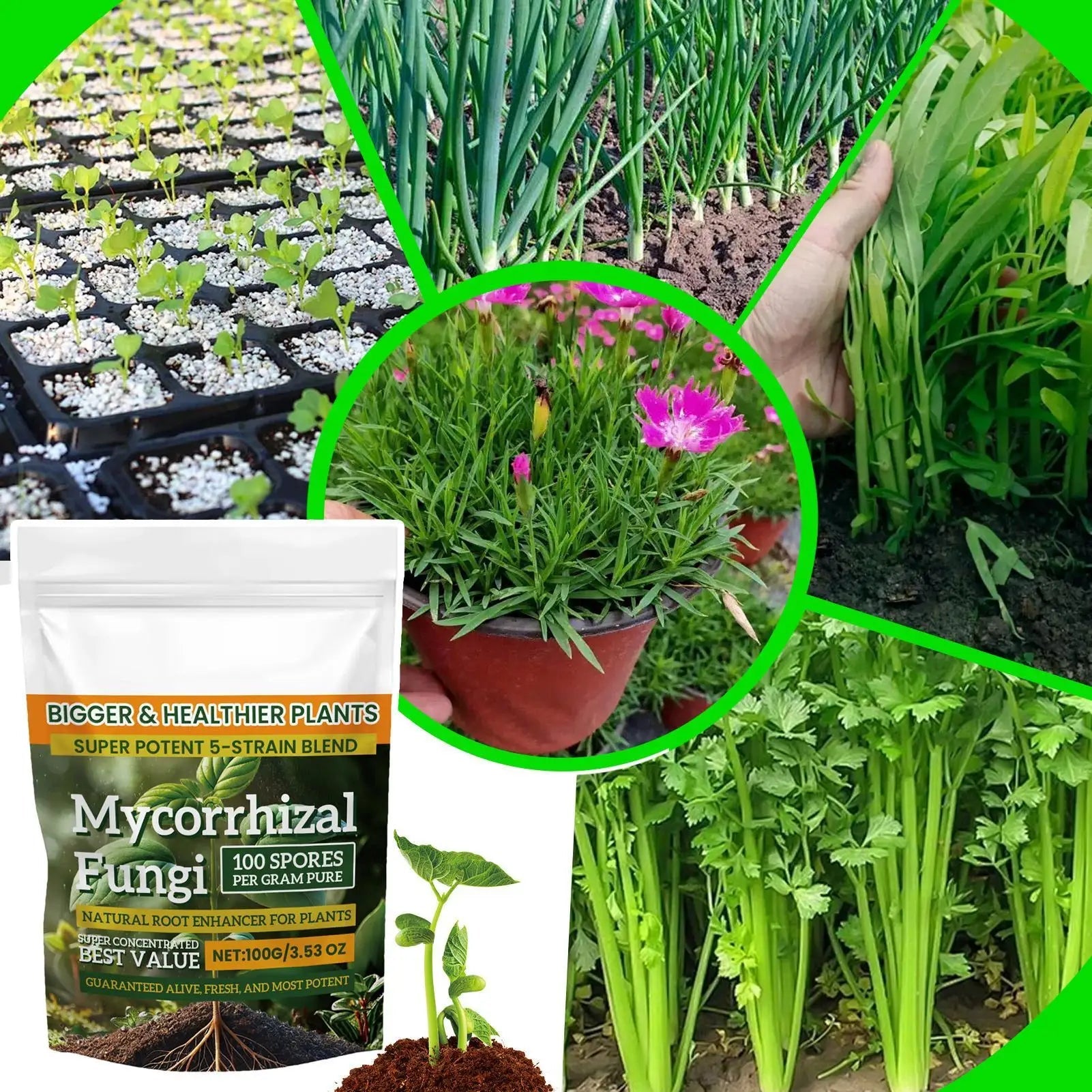 100g Fertilizer Powder for Plant Growth which is Nutrient-Rich and is a Safe and Effective Rooting Supplement for Soil Culture and Hydroponics TitanTide